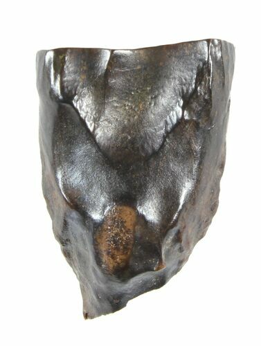 Triceratops Shed Tooth - Montana #50937